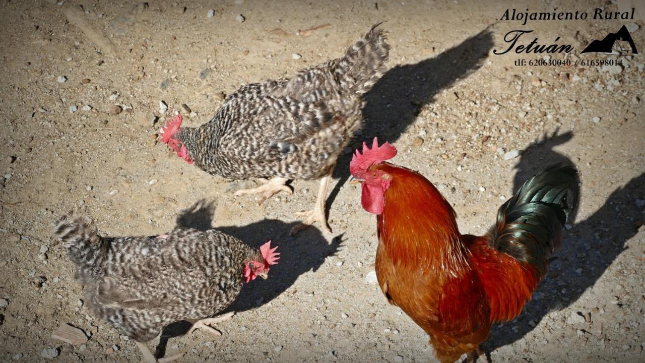 Alojamiento Rural Tetuan Árchez Dış mekan fotoğraf